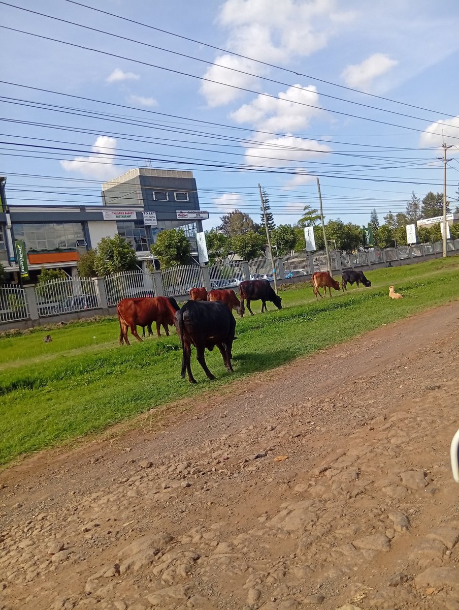 jereselim's tweet photo. @SakajaJohnson your Exellency whose cattle are these? Is he licensed to keep cows in q world class city like this oneDo we have a law prohibiting herding livestock in the city? They destroy lawns and infrastructure everytime unabated https://t.co/yr93ENkaMC