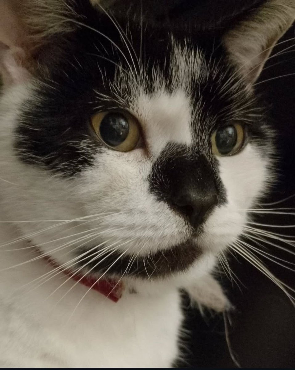 Rip Mr marley moo bags you will be so so missed, enjoy eating the butterflies you're the bestest boy ❤️