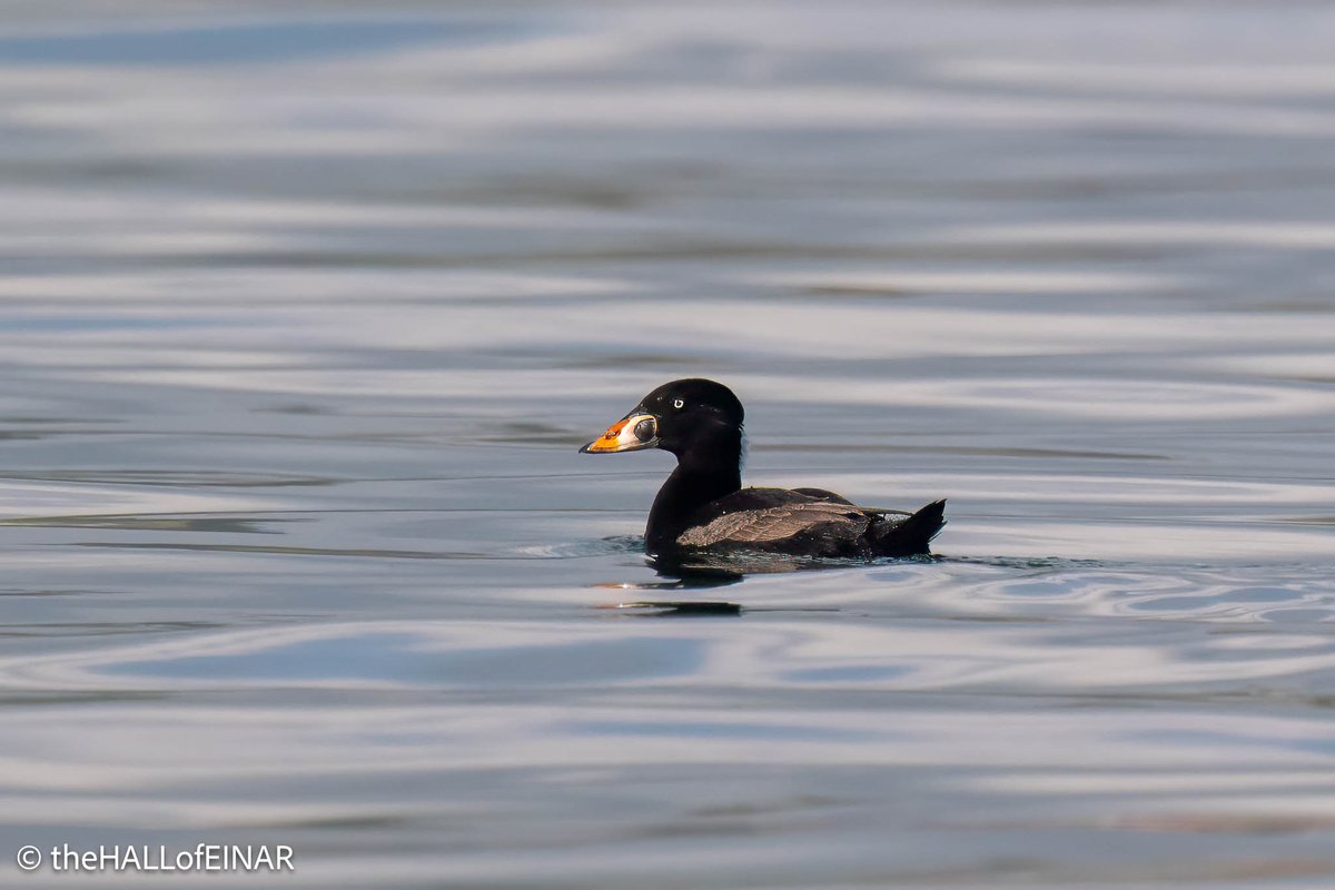 David @ The HALL of EINAR (@thehallofeinar) on Twitter photo A visit from "The great black duck from Hudson's Bay" in Torbay yesterday - a Surf Scoter entertaining the passengers from a distance on one of <a href="/clennonvalley/">Mike Langman</a>'s excellent cruises with <a href="/KellysheroDavid/">David Saunders</a>. A visit from "The great black duck from Hudson's Bay" in Torbay yesterday - a Surf Scoter entertaining the passengers from a distance on one of <a href="/clennonvalley/">Mike Langman</a>'s excellent cruises with <a href="/KellysheroDavid/">David Saunders</a>.