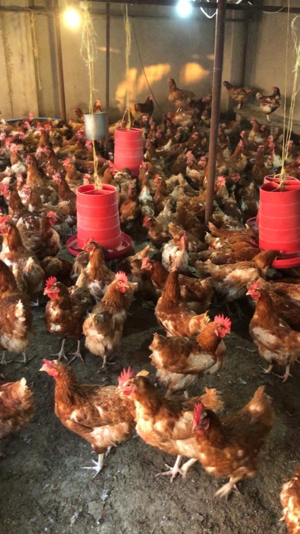 EugeneIradukund's tweet image. &quot;Pick the right chicken feed! 🐔 Starter (20-22% protein) for chicks, grower (16-18%) for pullets, layer (15-18%, high calcium) for hens. Add grit, water, and occasional veggie scraps. Avoid avocado, chocolate. What’s your feed choice? #ChickenCare #PoultryTips&quot;
#FoodForAll