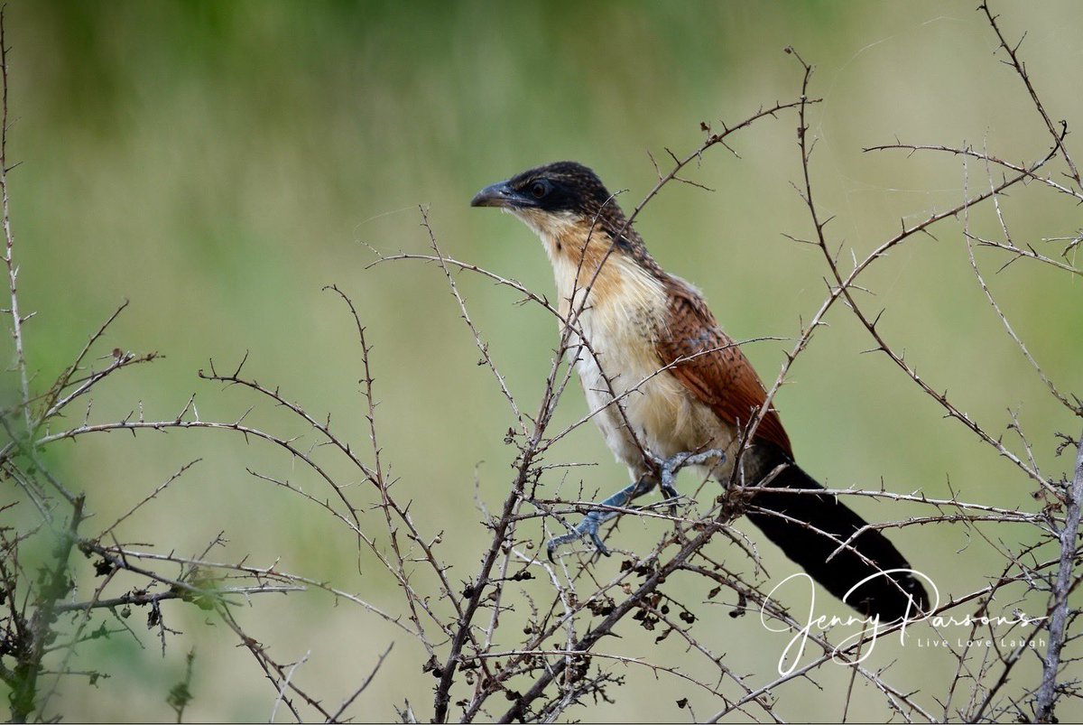 JennyPaPB's tweet photo. This juvenile Burchell’s Coucal was clambering around some bushes near an almost dry pan. Appeared quite clumsy at times but was obviously on the hunt for dinner…

#bird #coucal #birdwatching #birdsofkruger #birdphotography #pringlebaybirding #TwitterNatureCommunity #africa https://t.co/fkJucxRQPt