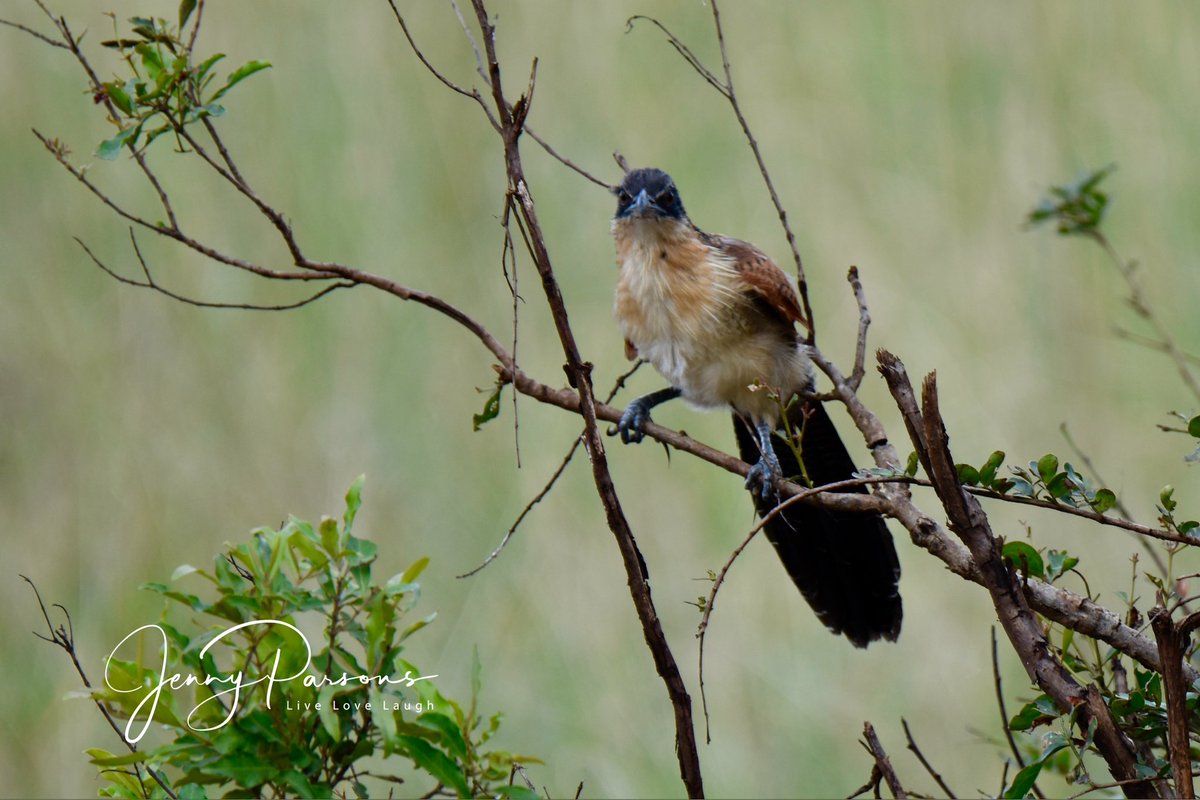 JennyPaPB's tweet photo. This juvenile Burchell’s Coucal was clambering around some bushes near an almost dry pan. Appeared quite clumsy at times but was obviously on the hunt for dinner…

#bird #coucal #birdwatching #birdsofkruger #birdphotography #pringlebaybirding #TwitterNatureCommunity #africa https://t.co/fkJucxRQPt