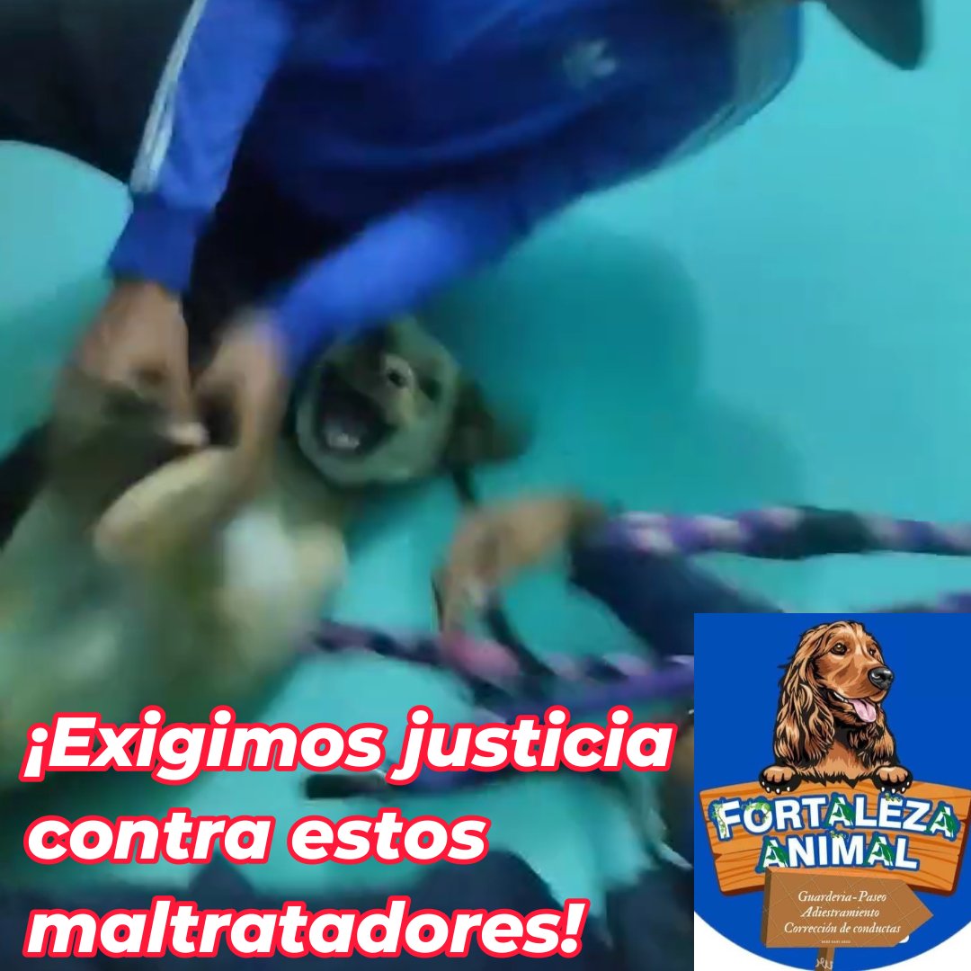PlataformaALTO's tweet photo. Sale a la luz comunicado del dueño de la guardería Fortaleza Animal (Bogotá), en donde fue grabado el video de un perrito siendo asfixiado y golpeado a puños por los empleados.

Indigna que el dueño del lugar lo considere un acto de "vandalismo"... 😠.  Siguen apareciendo denuncias de contra este lugar, según las cuales, este no sería el primer caso de maltrato, además afirman que en esta guardería sólo contratan indocumentados sin experiencia ni aprecio por los animales, sólo para ahorrarse unos pesos. 

Compartimos el comunicado íntegro. Pedimos a las autoridades que se investigue y sancione a los responsables de este crimen cobarde .

Comunicado Fortaleza Animal. 
"Hola muy buenas tardes Yo César propietario de fortaleza animal soy consciente de todas las cosas que están ocurriendo por redes sociales de un video que uno de los chicos grabó de sus compañeros agrediendo a un perrito.
Soy consciente de la situación y soy responsable de dicha establecimiento y la imagen de la empresa es la que se siente afectada y también el paseador obviamente al enterarse de lo ocurrido se fue sin importar que vaya a pasar conmigo y con la empresa yo no apoyo este acto de vandalismo y maltrato animal  de parte del muchacho, ni de ninguno de la empresa, en mi empresa y siempre estoy pendiente de todas las cosas que suceden pero a veces hay casos que se le salen de las manos a uno y pueden pasar en minutos y esto fue uno de ellos obviamente ya tomé represalia contra el paseador ya se hizo la denuncia pertinente por órdenes de la policía yo no puedo generar los datos personales por redes sociales pero tengo que entregárselo a ello para facilitar la denuncia de igual manera pueden contactarme e ir conmigo a formular la denuncia personal a él para dar con el paradero y también hay otro infiltrado no logro percibir quién es Pero según mis conocimientos se trata de uno de mis paseadores obviamente tengo datos estudios hojas de vida documentación de cada uno de ellos. Le quiero pedir al público que entienda que no porque un paseador haya cometido esta fechoría quiere decir que los otros miembros y mi persona seamos así obviamente voy a despedir a muchas personas y me voy a quedar con personas fieles que están seguras y estoy seguro de su trabajo limpio. Vuelvo y repito no apoyamos acto de vandalismo. No apoyamos esta sinvergüenzura ocasionada por este paseador.."