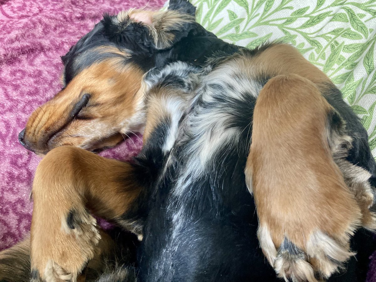 Grand dog Claude says it was never in doubt - very relaxed throughout the match #pnefc