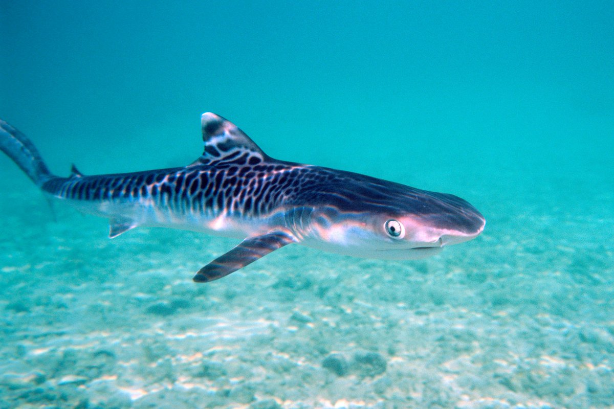 Crazymoments01's tweet photo. @AMAZlNGNATURE Meet the "baby" tiger shark! 🐅🦈 

Juvenile tiger sharks have vibrant stripes that fade as they grow. They munch on crabs, fish, and squid while living in shallow coastal waters. 

These little cuties normally grow up to 14 feet long! 

Can you handle this level of adorableness? https://t.co/ic749HHgI9