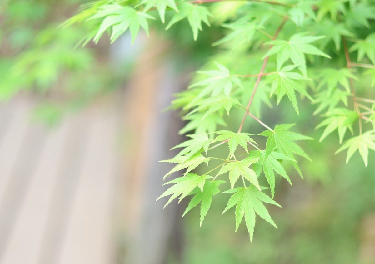 Lemomon02's tweet photo. 新緑のささやき https://t.co/h4ZkLW4o1J