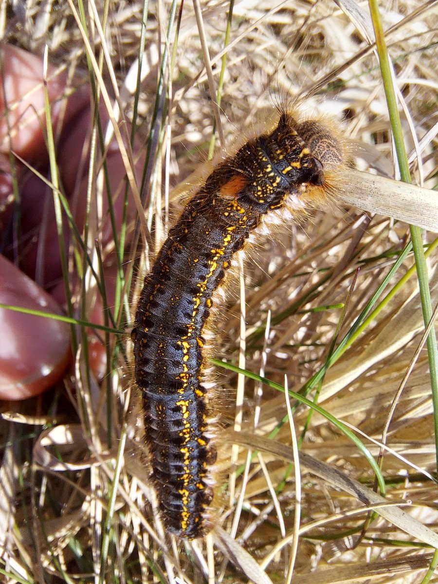 Common heath, mother shipton and drinker caterpillar earlier at Cwm Cadlan too