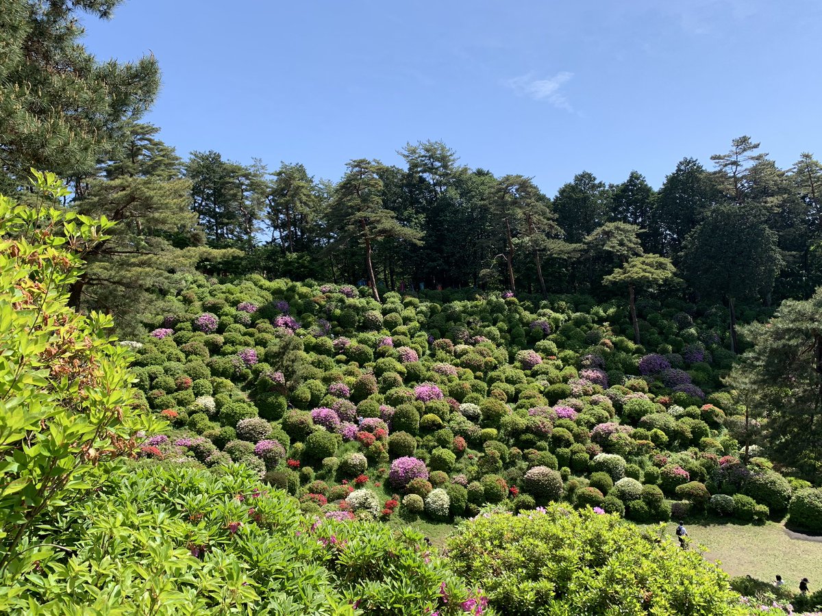 may_carat's tweet photo. 色とりどりのつつじ

#塩船観音寺
#つつじ祭り
#霞丘陵ハイキング
#七国山 https://t.co/Adpnc83o8x