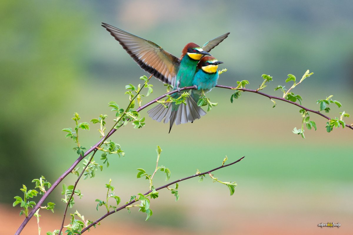 El amor en tiempo de abejarucos
