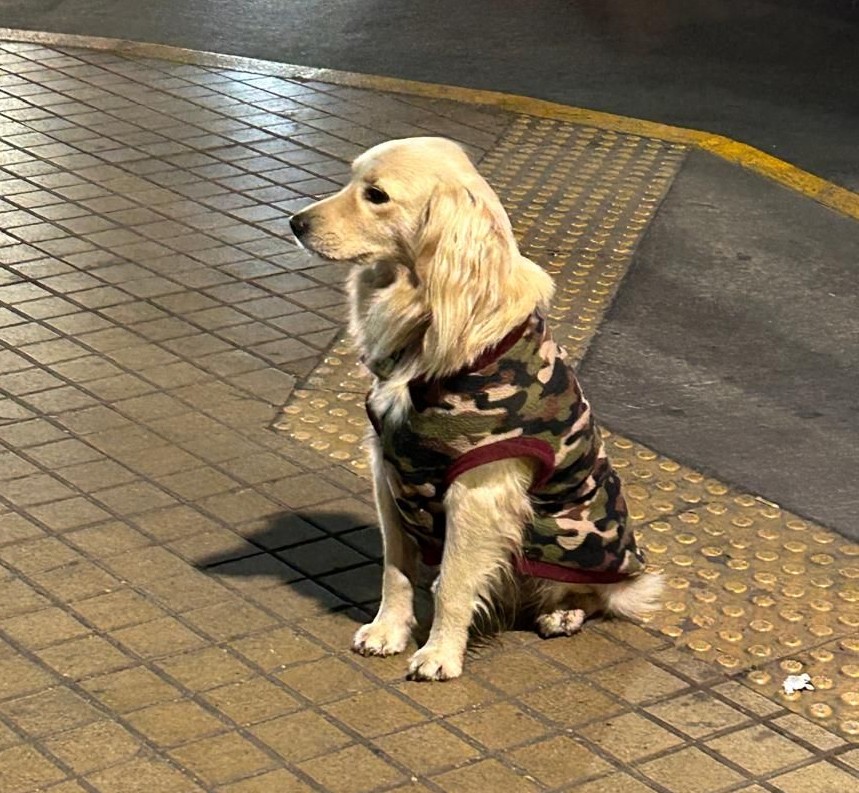 A este perrito lo han visto rodando en los alrededores de la estación de metro Rojas Magallanes. Suponen que se encuentra perdido pues se ve muy limpio y bien cuidado. Favor RT por si familia lo está buscando u otra desea adoptarlo!
#LaFlorida