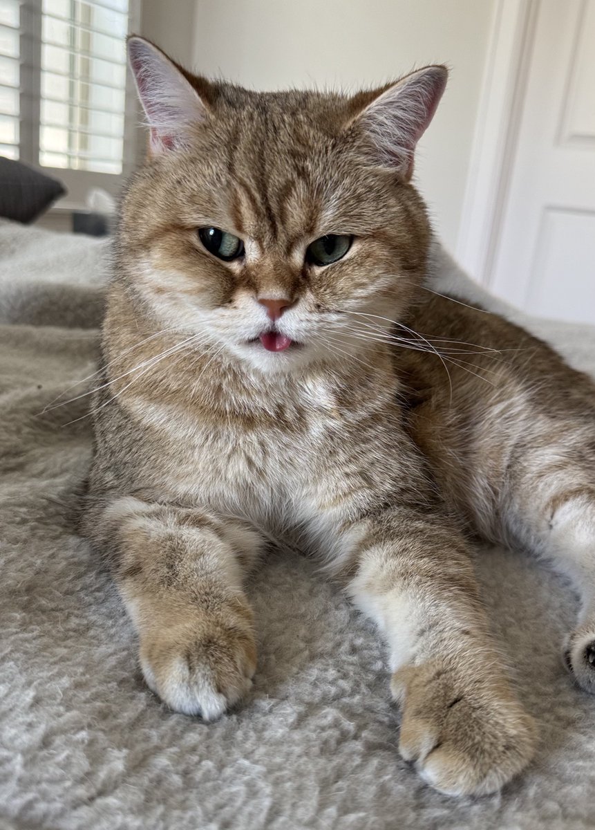 ふたごのぽてーs😽🥔 tweet media