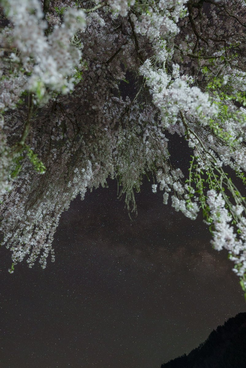 MiyazakiTeruki's tweet photo. 枝垂れ桜
天の川が上がってくる夜中に撮影
枝垂れ桜の下から天の川を見あげてみました
#飛騨あさひ #飛騨あさひ桜めぐり #青屋神明神社 #青屋神明神社の枝垂れ桜 #朝日桜2025 #インスタ朝日 #天の川 #岐阜県 #sonyalphasclub #sonyalpha #alpha7siii #天の川 #fe20mmf18g #milkyway https://t.co/gXe6ZWVBX9