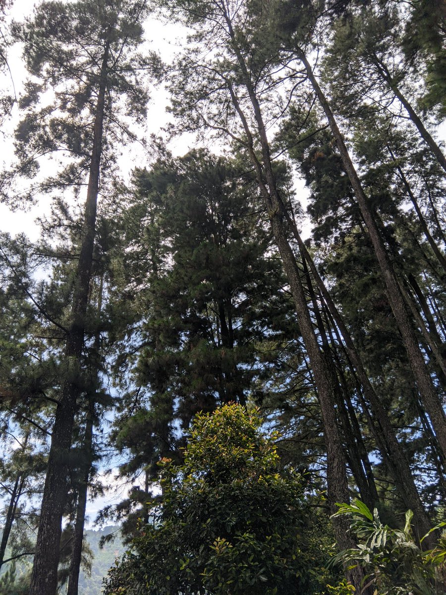 crushnyareece's tweet image. hasil gcam samsung💃