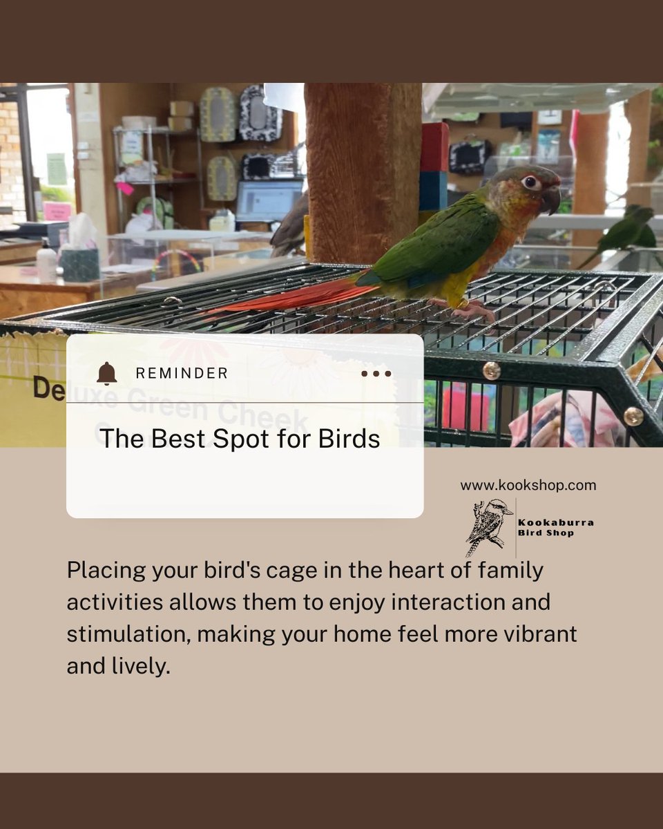 BeckleyforTX's tweet image. 🚨 Attention bird lovers! 🦜✨ Find the perfect cage spot for your parrot's comfort! ✅ Quiet areas, avoid kitchens, and access natural light. 👉 Read more: 💛
#BirdCare #ParrotLovers #BirdEnthusiasts #PetBirds #BirdCageSetup #ParrotLife #HappyBirds