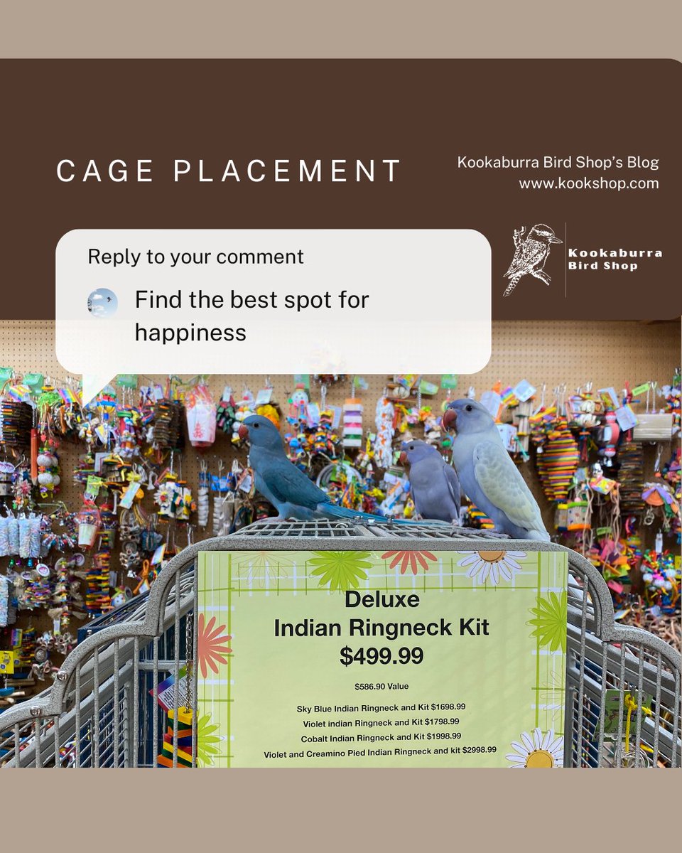 BeckleyforTX's tweet image. 🚨 Attention bird lovers! 🦜✨ Find the perfect cage spot for your parrot's comfort! ✅ Quiet areas, avoid kitchens, and access natural light. 👉 Read more: 💛
#BirdCare #ParrotLovers #BirdEnthusiasts #PetBirds #BirdCageSetup #ParrotLife #HappyBirds