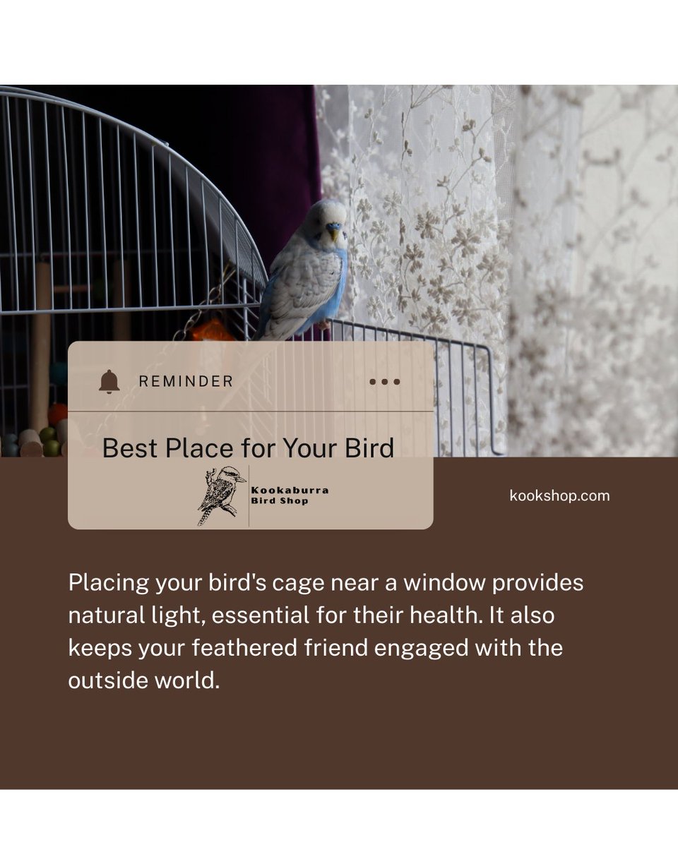 BeckleyforTX's tweet image. 🚨 Attention bird lovers! 🦜✨ Find the perfect cage spot for your parrot's comfort! ✅ Quiet areas, avoid kitchens, and access natural light. 👉 Read more: 💛
#BirdCare #ParrotLovers #BirdEnthusiasts #PetBirds #BirdCageSetup #ParrotLife #HappyBirds