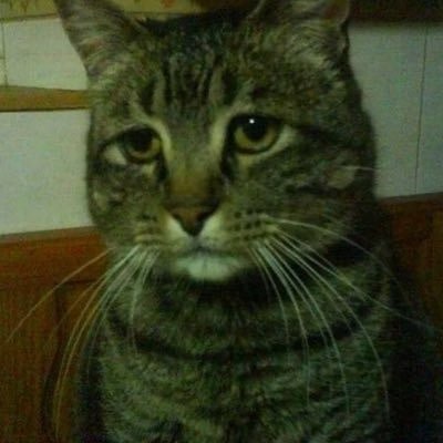 PunchingCat's tweet photo. https://t.co/kLA16Qd4Wj