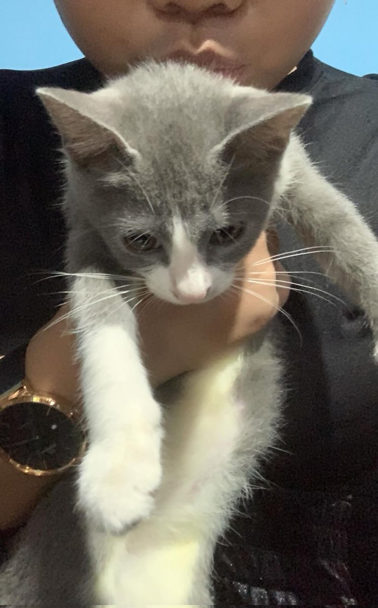0809_dumpyy's tweet photo. Kucingnya lucuu😜🫣 https://t.co/XLeSpSyQoj
