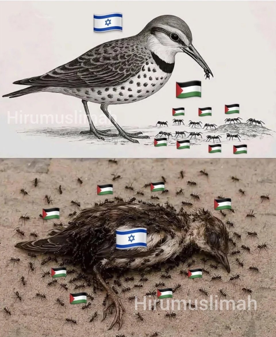 Ali31fenerbahce's tweet photo. #weknowhowthisends
Gazze'de Zulüm Arşa Dayandı..🇵🇸
Sessiz Çığlıkların. Sesi ol. SUSMA. ALIŞMA... 🇵🇸🇵🇸🇵🇸 https://t.co/myTdiTjs5Q