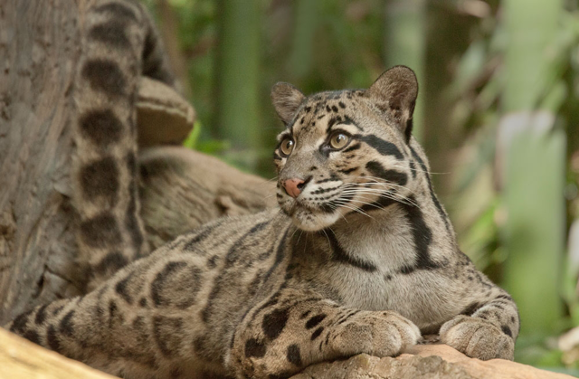 nashzoovet's tweet photo. #FunFact of the Day
#CloudedLeopards are the smallest species of big cat, but they have the largest canines relative to their size!
#NashvilleZoo https://t.co/qy7mQiH6QX