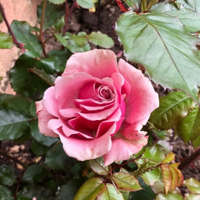 #NewProfilePic a rose from Evie’s rose bush to remember dear Alfie 🌈