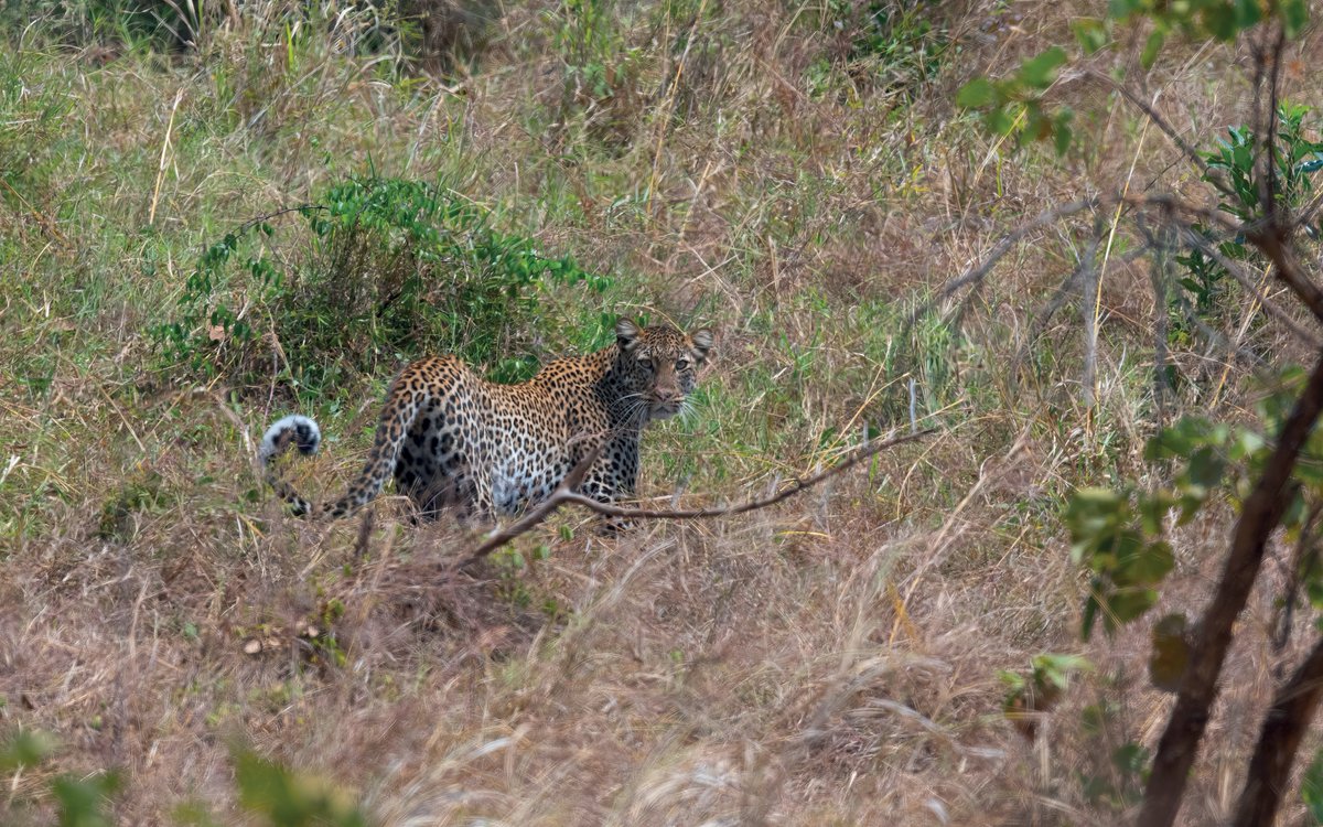 Visit Rwanda (@visitrwanda_now) on Twitter photo Itโs #InternationalLeopardDay! ๐
A leopard sighting is a safari highlight, and <a href="/AkageraPark/">Akagera National Park</a> is the place to experience it in Rwanda, with over 80 of these magnificent big cats roaming the park.
Plan your trip: visitrwanda.com
#VisitRwanda ๐ท๐ผ Itโs #InternationalLeopardDay! ๐
A leopard sighting is a safari highlight, and <a href="/AkageraPark/">Akagera National Park</a> is the place to experience it in Rwanda, with over 80 of these magnificent big cats roaming the park.
Plan your trip: visitrwanda.com
#VisitRwanda ๐ท๐ผ