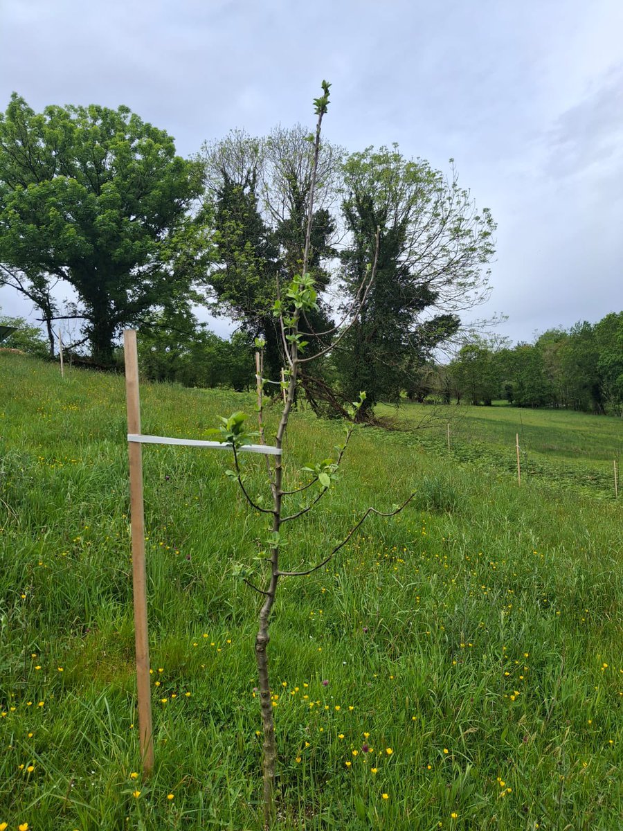 🍏🍎 “Las tormentas hacen que los árboles tengan raíces más profundas”.