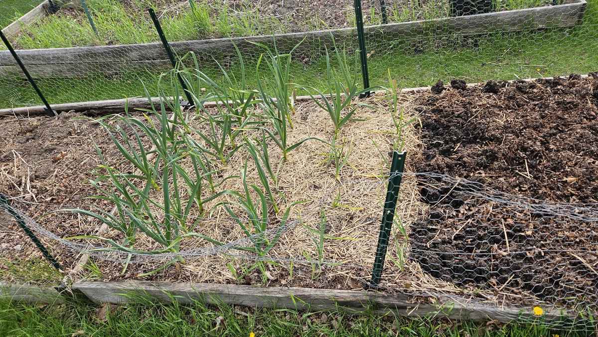 Happy #worldnakedgardeningday
Seeds started indoors. Apple trees in bloom. Beds are being prepared outdoors for the end of this month, along with garlic that is established.
