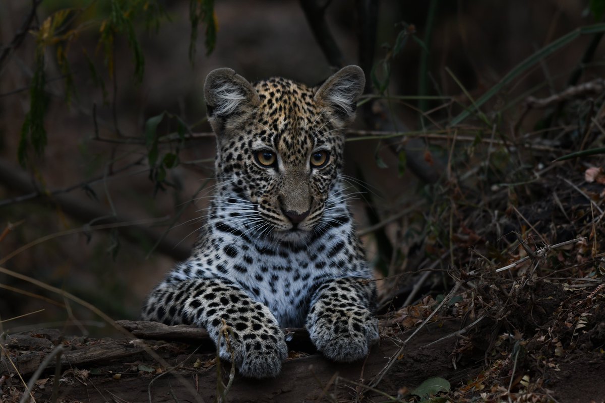 visitrwanda_now's tweet photo. It’s #InternationalLeopardDay! 🐆

A leopard sighting is a safari highlight, and @AkageraPark is the place to experience it in Rwanda, with over 80 of these magnificent big cats roaming the park.

Plan your trip: https://t.co/CXuGzoI3HD

#VisitRwanda 🇷🇼 https://t.co/w11aaIMgbs