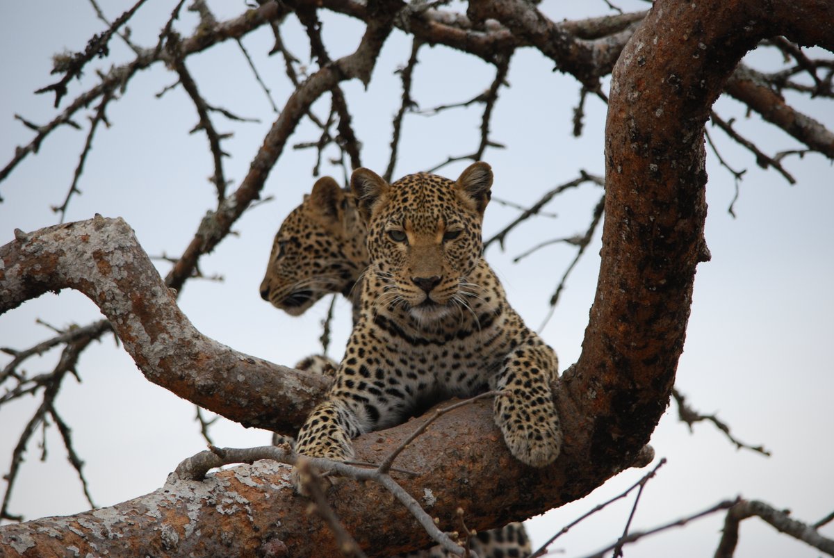 visitrwanda_now's tweet photo. It’s #InternationalLeopardDay! 🐆

A leopard sighting is a safari highlight, and @AkageraPark is the place to experience it in Rwanda, with over 80 of these magnificent big cats roaming the park.

Plan your trip: https://t.co/CXuGzoI3HD

#VisitRwanda 🇷🇼 https://t.co/w11aaIMgbs