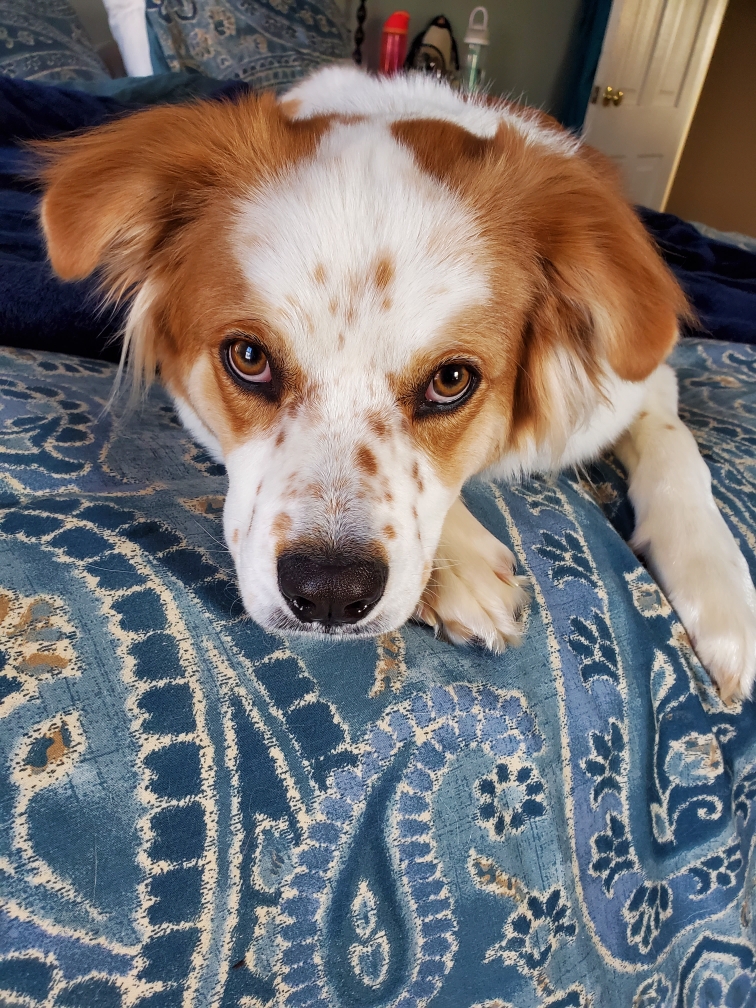 SensorGuru's tweet photo. He is a good dog. https://t.co/cNryymLkLt