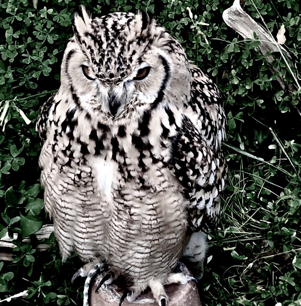 Tutto muore,
pian piano, vivendo;
ogni cosa.
E con lei la vita,
continuando. 
 
          ✨gaia serata a voi✨

mia📷