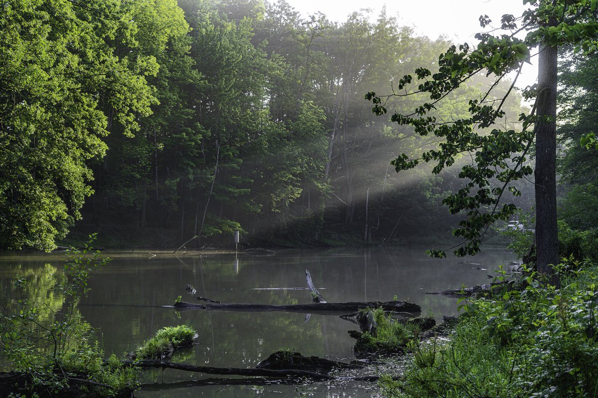 Korey_Smerk's tweet image. Dreamy natural light leaks in the rez. 🌱

#naturallight #lightleaks #exploredperspective #forestcitycollective #clevelandmetroparks #sobyalpha #alphacollective