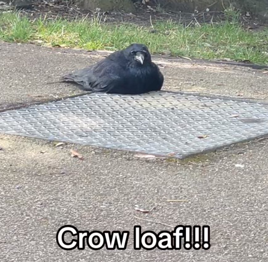 盛🦉秦彻的老公 tweet media