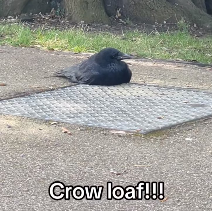 盛🦉秦彻的老公 tweet media