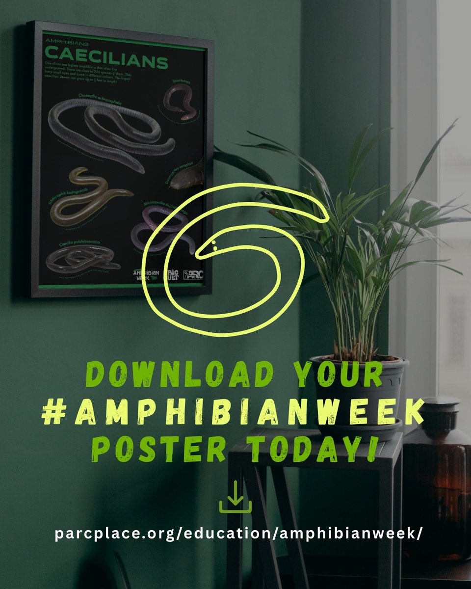 SEPARC's tweet photo. Want to join the fun for #AmphibianWeek2025 but not sure where to start? πΈπ‘
Head to the link below and download awesome, ready-to-share artwork! π¨πͺ·
π Get resources from PARC:
π https://t.co/KNDnXKhnZr
#AmphibianWeek #AmphibianWeek2025 #MastersofTwoWorlds #AmphibianGlowUp https://t.co/AhjDEQZugr