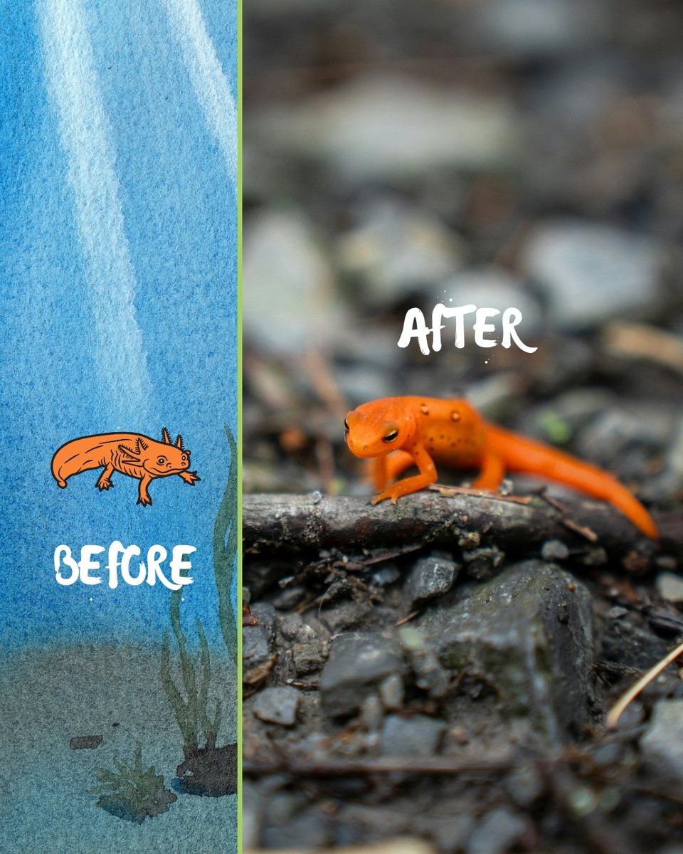 SEPARC's tweet photo. What phase of the Eastern Newt's life cycle do you find the most intriguing? π€
Larva, Red Eft, or Adult?π₯
#AmphibianWeek #AmphibianWeek2025 #MastersofTwoWorlds #AmphibianGlowUp https://t.co/52CXLX2zM0