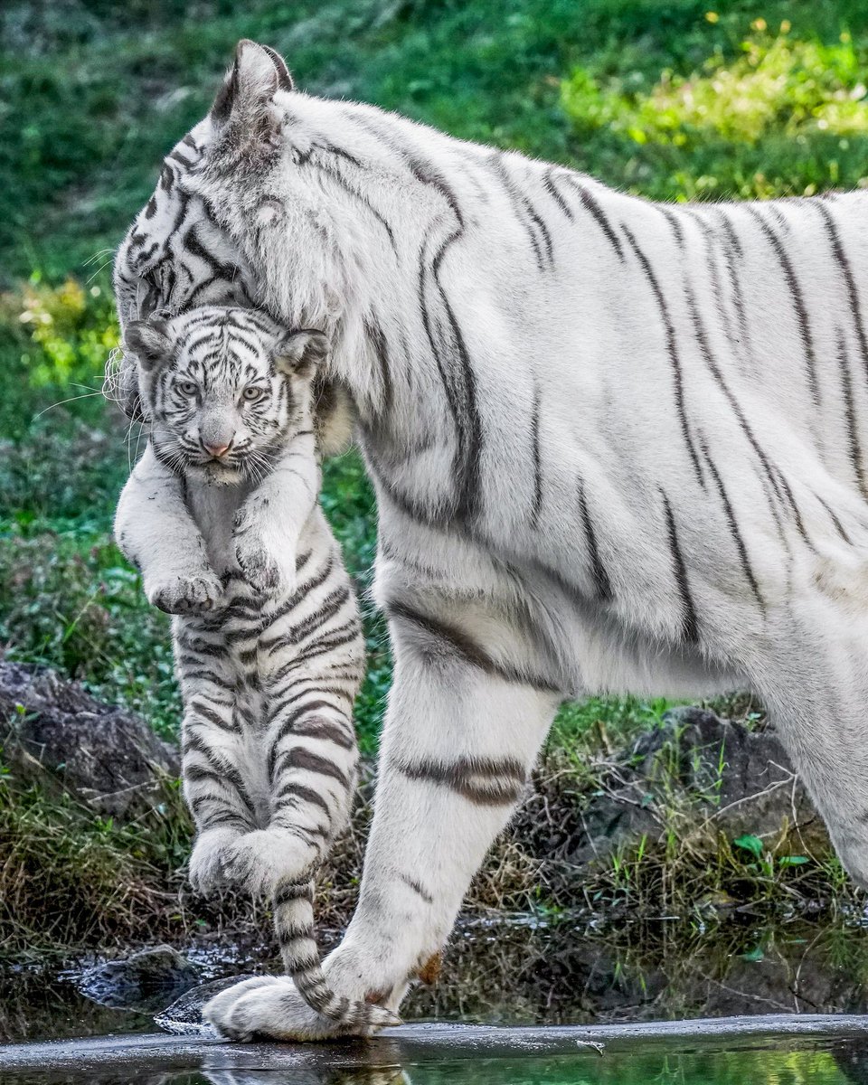 シロップ初の男の子のシグレは、マイペースでへこたれない性格 小さい