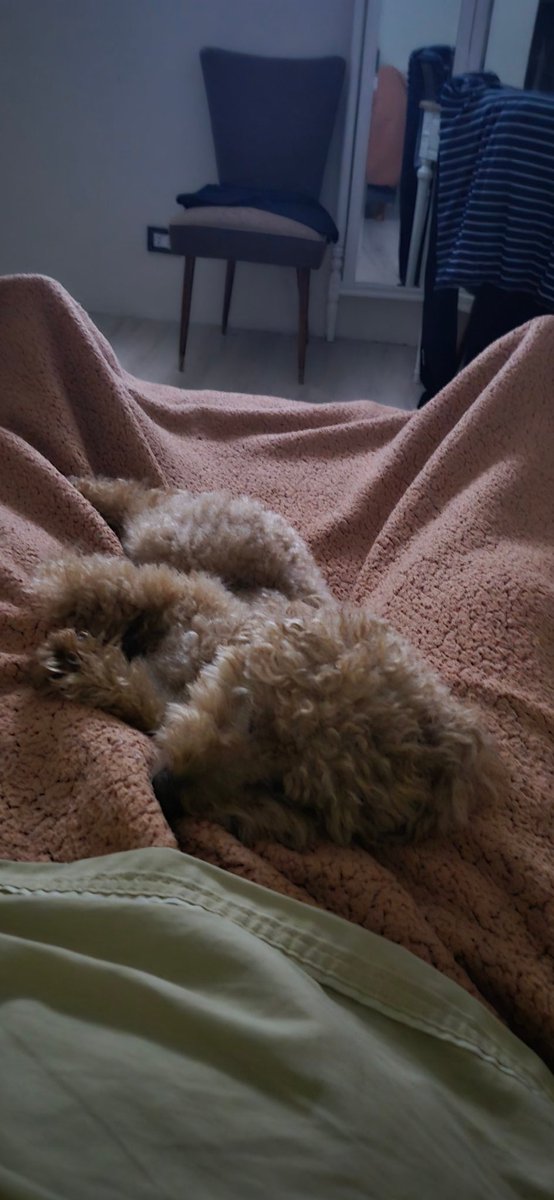 naccacche's tweet photo. Les parece que estará cómodo durmiendo 🤣🤣🤣 https://t.co/p6JgUBzyBL