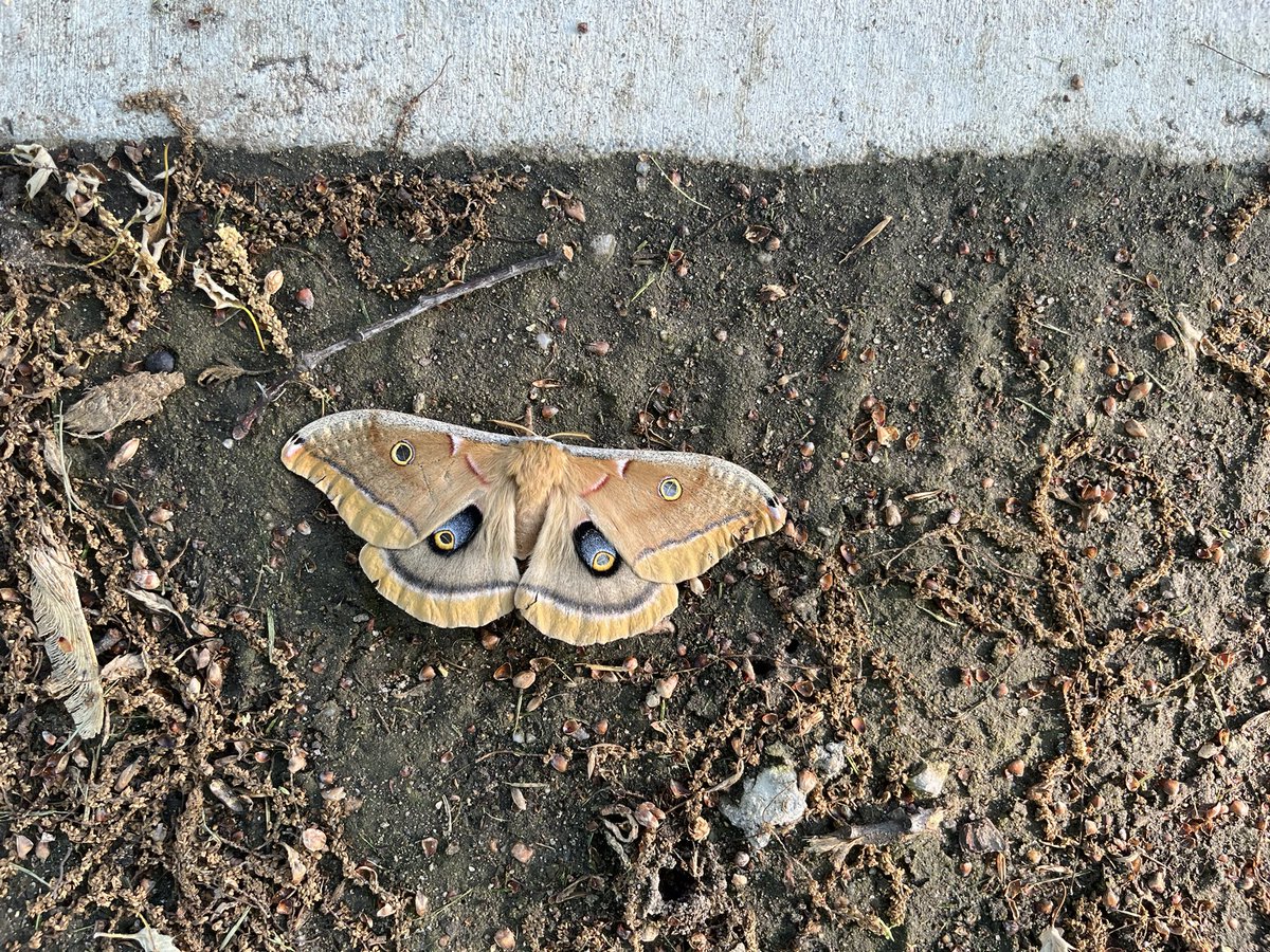 finding hurt creatures lately :( sos.