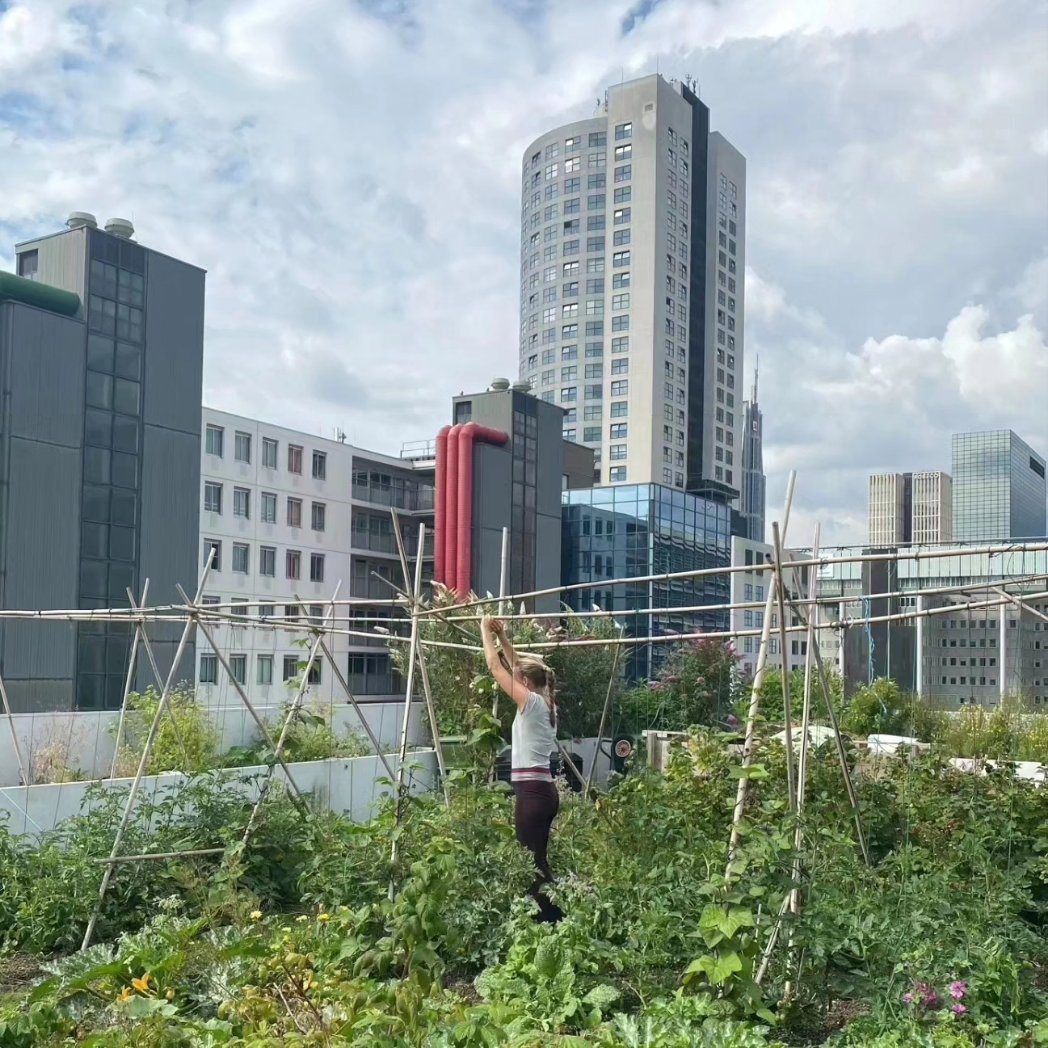 d_akkers's tweet photo. #Dakexcursie tijdens de  #Parkenmaand🌳 over 't #Luchtpark, de @Dakgaarden (op het voormalige station Hofplein) en de #Dakakkers dakboerderij op Het Schieblock. Zaterdag 10 mei 14.00 uur. Aanmelden (gratis) 📲: https://t.co/MurdyeTVBf . Meer info op 📲: https://t.co/YGAnhXJixd https://t.co/FPgDhf3tPK