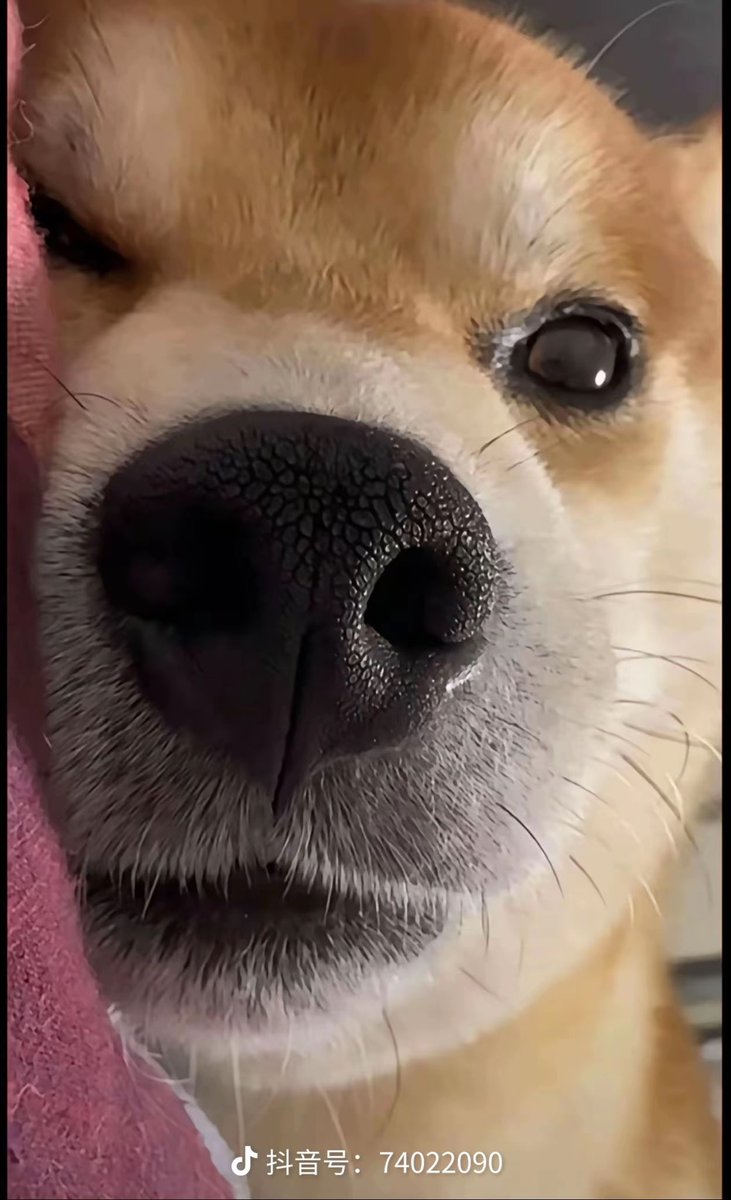 此时刷推特的你是不是这个样子