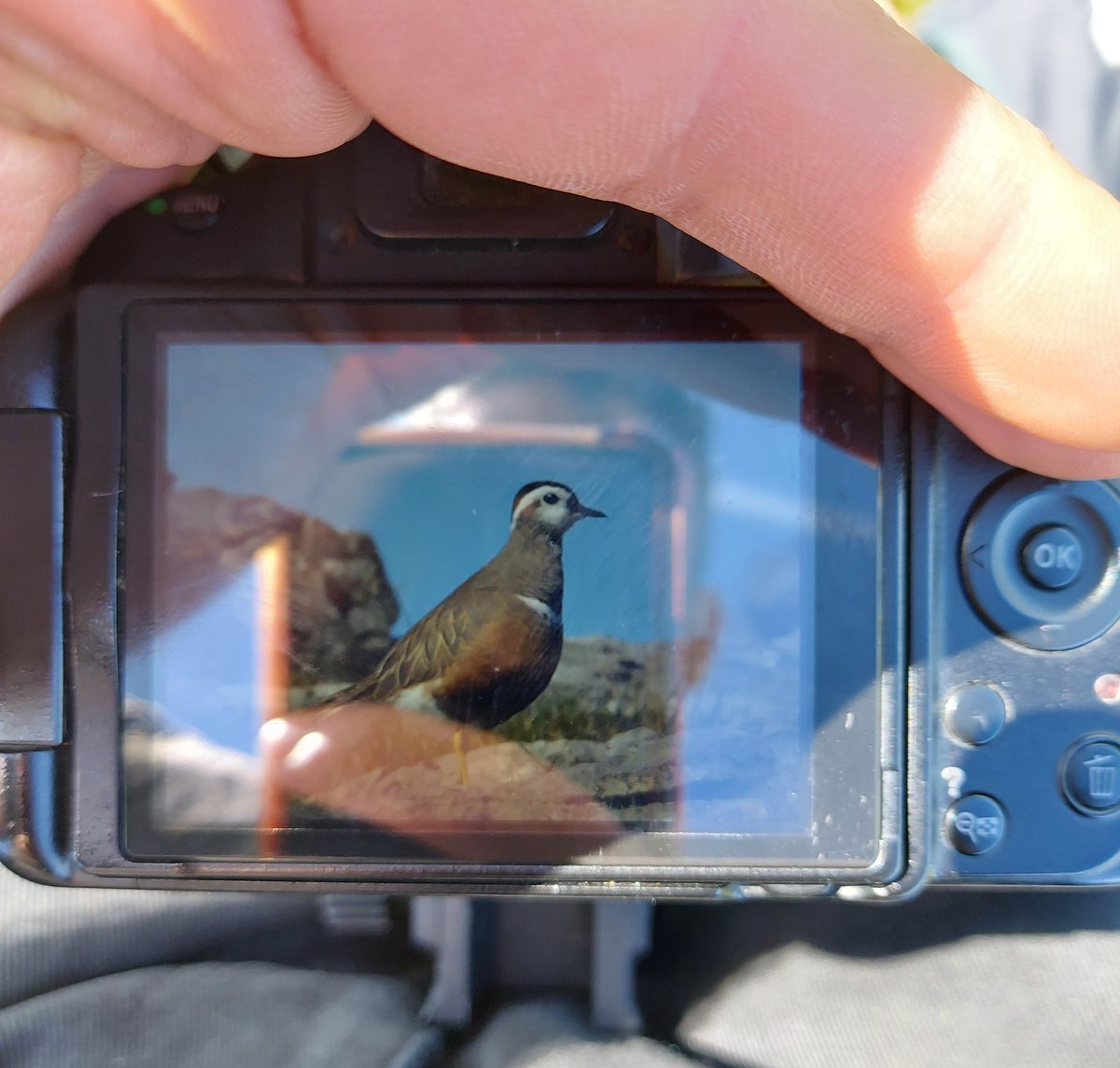 Crazy views of dotterel at Cwm Cadlan with Oscar. Redstart, cuckoo, green hairstreak on the way up.