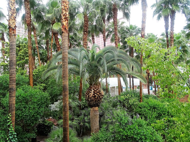 Where to see #palms... The gardens of the Flamingo Las Vegas Hotel, #Nevada, USA. 📷: Billy Kerr CC BY-ND 2.0. #Where2CPalms
