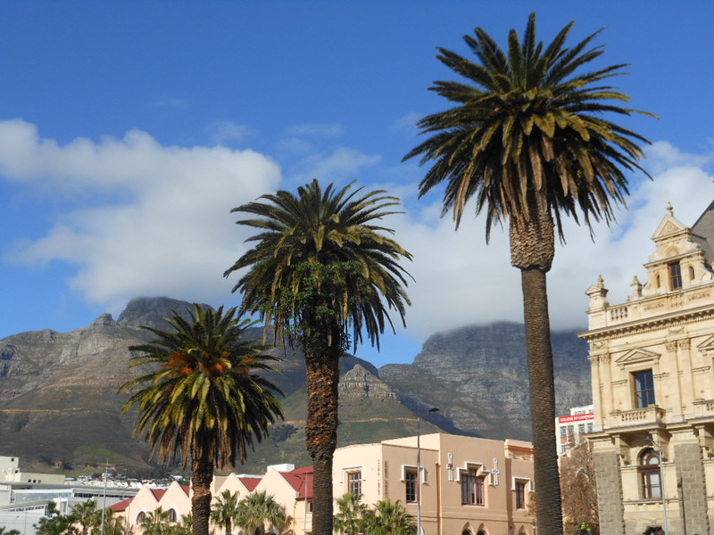 Where to see #palms... A trio of majestic Phoenix canariensis in Cape Town, South Africa. 📷: Michael Coghlan CC BY-SA 2.0. #Where2CPalms