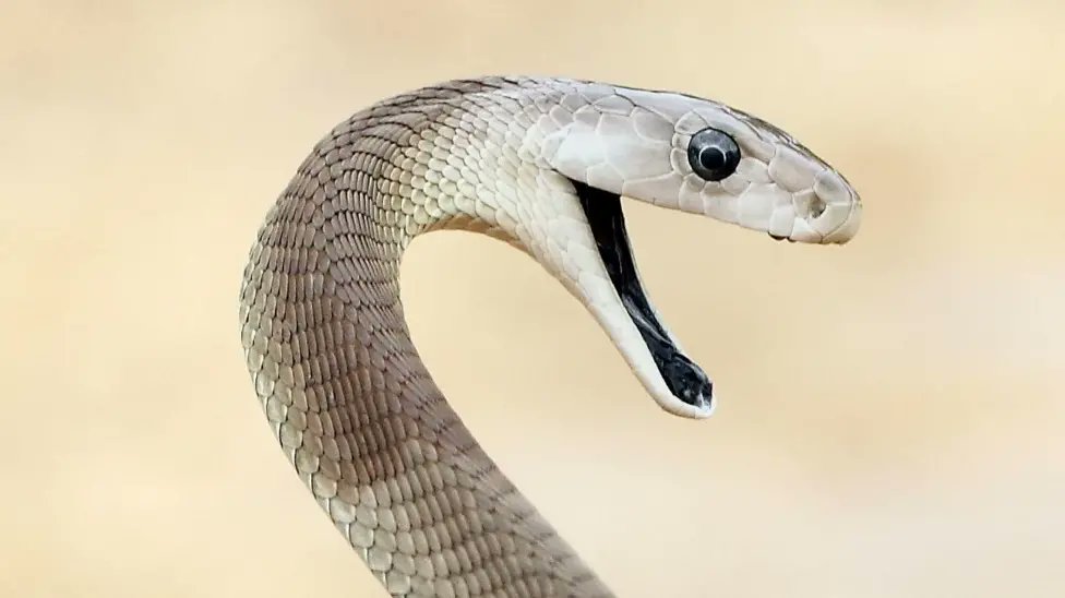 MarioNawfal's tweet photo. HUMAN PINCUSHION HELPS CREATE “UNIVERSAL” ANTIVENOM

Tim Friede spent nearly 2 decades turning himself into a human science experiment — injecting snake venom on purpose over 700 times and surviving more than 200 bites.

While most of us avoid cobras and mambas, Tim was busy becoming immune to them — and now his blood might save thousands of lives a year.

Scientists found his DIY immunity packed “broadly neutralizing antibodies” that worked against 13 of the world’s deadliest snakes — and partially against 6 more.

Current antivenoms need to match specific snakes like a bad Tinder date. Tim’s blood just gave us a shot at going universal.

Sources: BBC