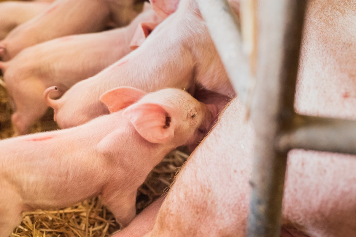 Vet Record (@vet_record) on Twitter photo 'The BVA is to lobby for a ban on sow farrowing crates with a 15-year transition period after its council voted in support of a new policy position on the issue.'
Read more at: ow.ly/Zcpj50VLX7V 'The BVA is to lobby for a ban on sow farrowing crates with a 15-year transition period after its council voted in support of a new policy position on the issue.'
Read more at: ow.ly/Zcpj50VLX7V