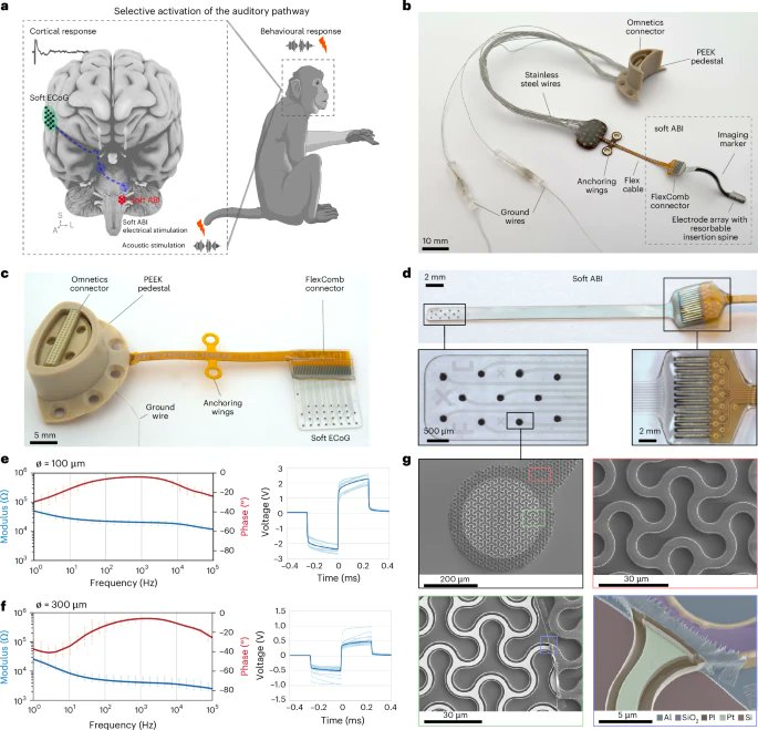 Ronita De, PhD (@dronita_de) on Twitter photo Breakthrough for Patients Beyond Cochlear Implants
A groundbreaking soft silicone brainstem implant from EPFL is reshaping the future for those with severe hearing loss.
nature.com/articles/s4155……
<a href="/_atanas_/">Atanas G. Atanasov</a> <a href="/_MCRicardo_/">🔬 RicardoMontes</a> #DHPSP Breakthrough for Patients Beyond Cochlear Implants
A groundbreaking soft silicone brainstem implant from EPFL is reshaping the future for those with severe hearing loss.
nature.com/articles/s4155……
<a href="/_atanas_/">Atanas G. Atanasov</a> <a href="/_MCRicardo_/">🔬 RicardoMontes</a> #DHPSP