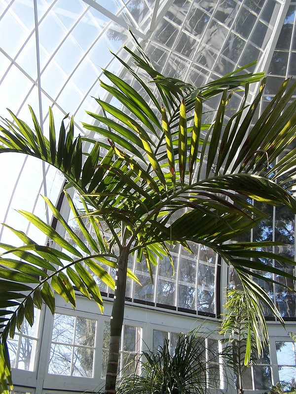 Where to see #palms... W.W. Seymour Botanical Conservatory, Tacoma, #Washington, USA. 📷: Ben Brooks CC BY-SA 2.0. #Where2CPalms