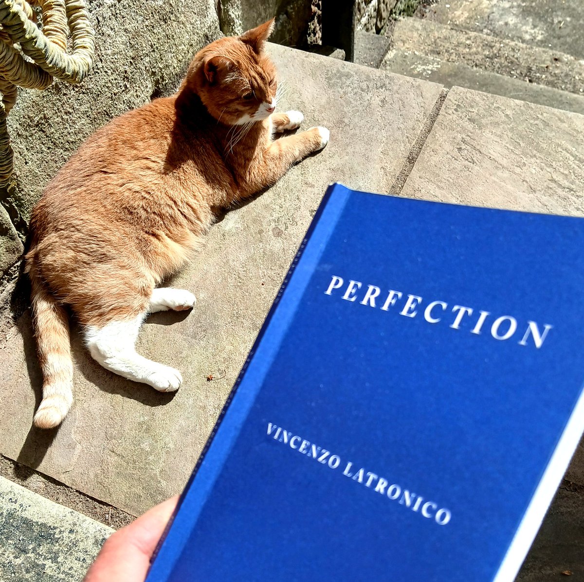 GMacraeBurnet's tweet image. Saturday reading with Steve
#Caturday #mynameissteve